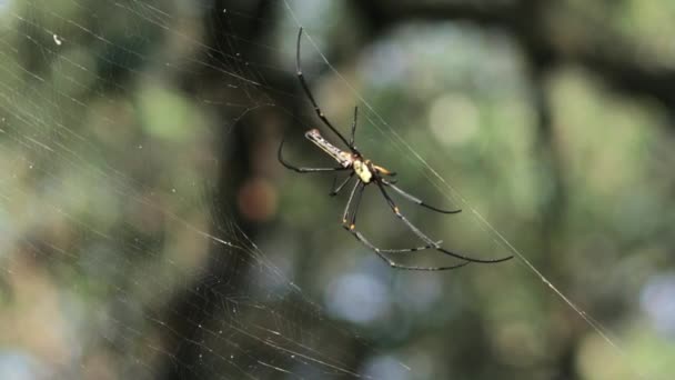 Golden Orb Web Spider Hanging Side Its Main Web Rapidly — Videoclip de stoc
