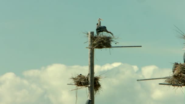 Group Nests Flock Great Blue Herons Nesting Bird Refuge Taking — Stockvideo