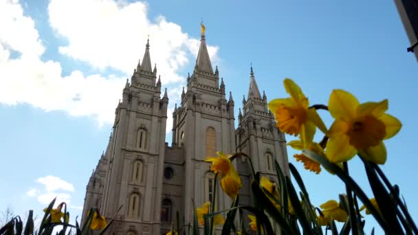 Low Angle Salt Lake Temple Daffodils Front Them Utah Center — Vídeo de stock