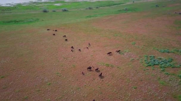 High Drone Shot Large Herd Buffalo Bison Walk Green Meadow — Vídeos de Stock