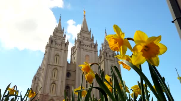 Low Angle Salt Lake Temple Blurred Background Daffodils Focus Front — Stockvideo