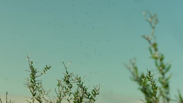 Pesky Bugs Flying Few Plants Marshland Bird Refuge — 图库视频影像