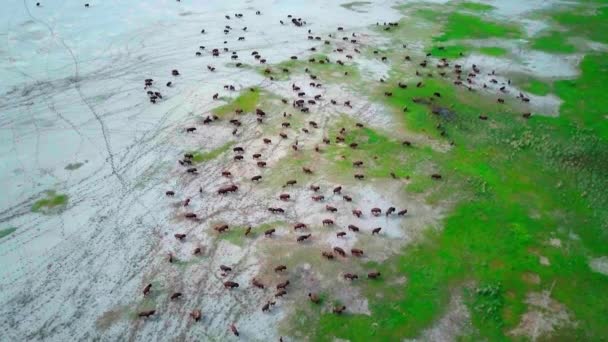 High Drone Shot Large Herd Buffalo Bison Walk Green Meadow — Video