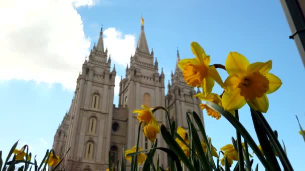 Low Angle Salt Lake Temple Blurred Background Daffodils Focus Front — Vídeos de Stock