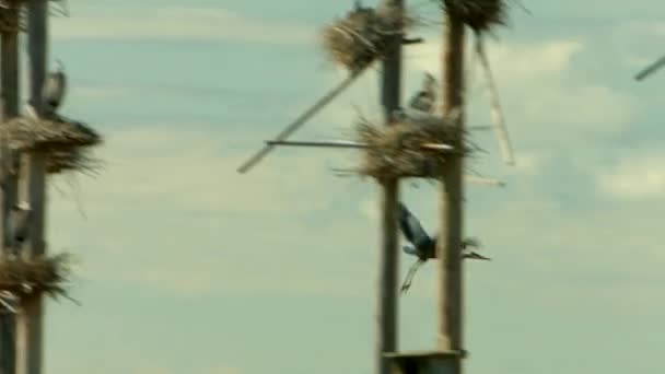 Een Prachtige Grote Blauwe Reiger Vogel Stijgt Van Een Door — Stockvideo