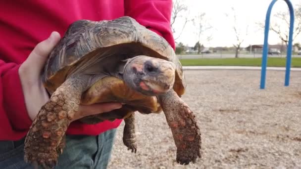 Young Man Securing His Pet Tortoise Stares Camera — Stok video