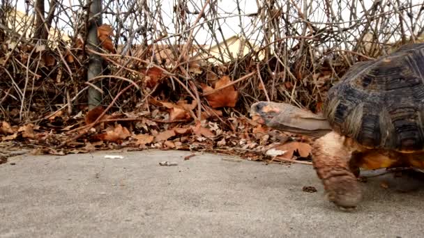 Beautiful Pet Tortoise Walking Frame Sidewalk Suburbs — Vídeo de stock