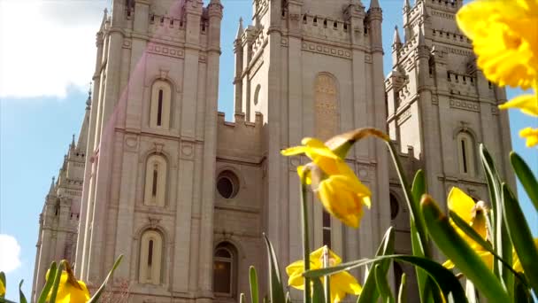 Low Angle Salt Lake Temple Daffodils Dancing Focus Front Utah — Stockvideo