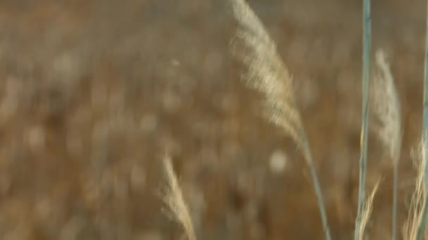 Marshland Bird Refuge Plants Cat Tails Blowing Wind — Stockvideo