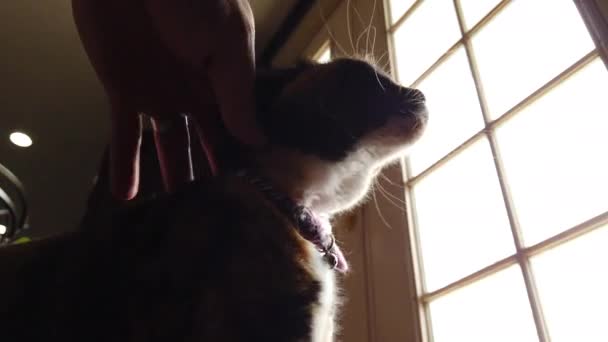Beautiful Calico Cat Getting Pet Its Owner Owner Having Its — Vídeo de Stock