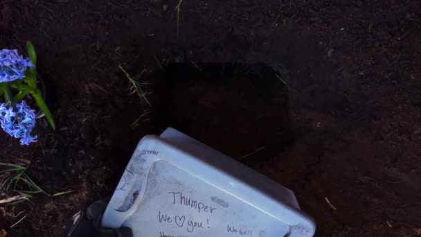 Placing Plastic Case Body Dead Family Pet Recently Dug Hole — Vídeo de stock