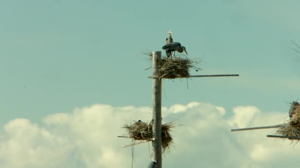 Twee Prachtige Great Blue Herons Zitten Bovenop Een Groep Nesten — Stockvideo