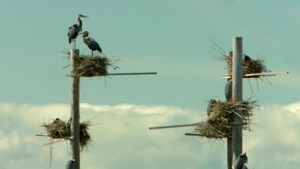 Group Nests Flock Great Blue Herons Nesting Bird Refuge Taking — Stock video