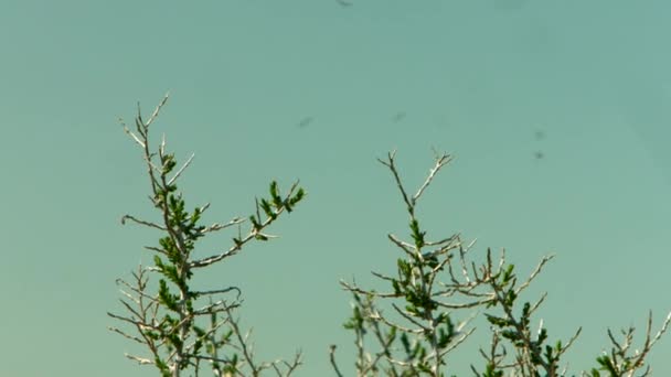 Pesky Bugs Flying Few Plants Marshland Bird Refuge — Stock videók