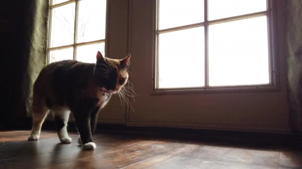 Low Angle Beautiful Calico Cat Walking Straight Camera — Vídeo de Stock