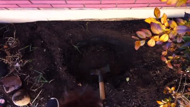 Digging Hole Flower Garden Side House Suburbs Spring Time — 图库视频影像