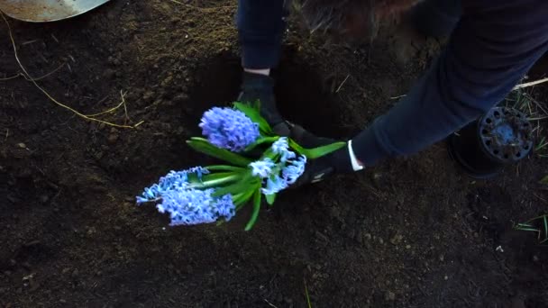 Посадка Лиловых Цветов Недавно Вырытую Яму Цветочном Саду Крыше Дома — стоковое видео