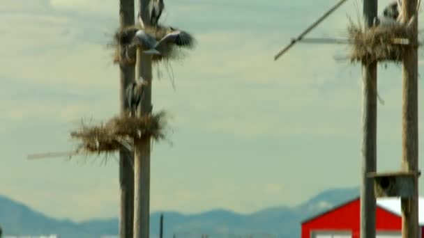 Beautiful Great Blue Heron Bird Flies Lands Man Made Bird — Αρχείο Βίντεο