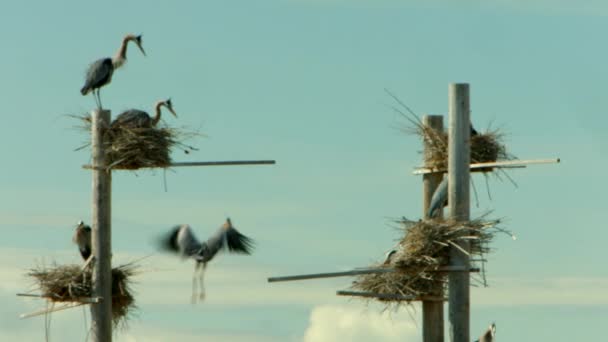 Beautiful Great Blue Heron Bird Flies Lands Man Made Bird — 图库视频影像
