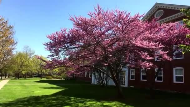 College Dorm Beautiful Colorful Trees Red Green Sunny Day Spring — Stock Video