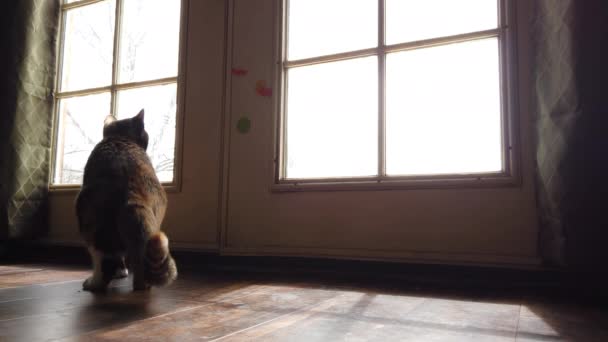 Low Angle Beautiful Calico Cat Looking Watching Birds Kitchen Door — Stockvideo