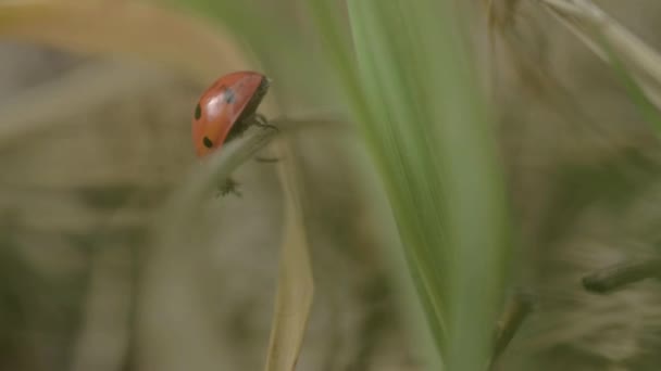 Ladybird Τρέχει Μακριά Χόρτα — Αρχείο Βίντεο
