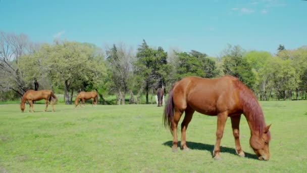 Shot Four Horses White Donkey Eating Grass Ranch — Stockvideo