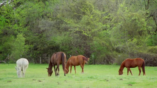 Shot Horses White Donkey Eating Grass Field Wide Shot — Vídeos de Stock