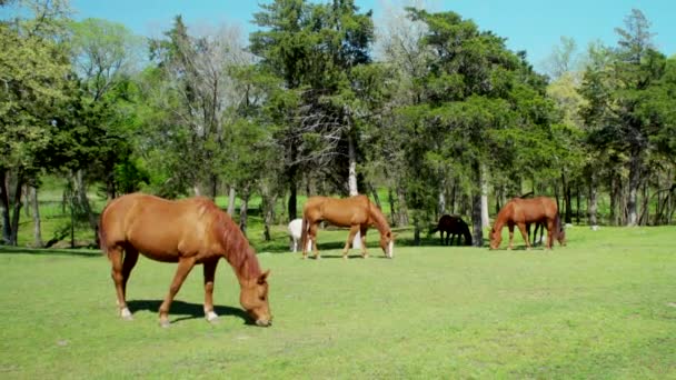 Shot Horses White Donkey Eating Grass Field Wide Shot — Vídeo de Stock