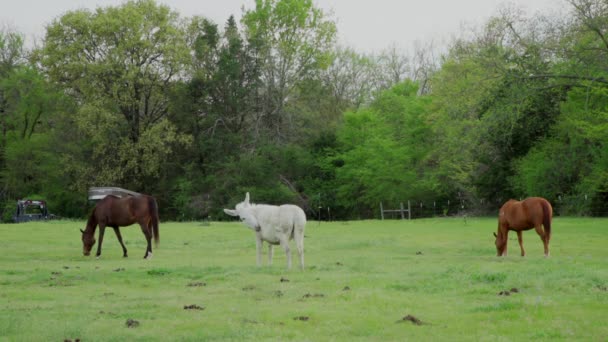 Wide Shot Horses White Donkey Eating Grass Ranch — Αρχείο Βίντεο