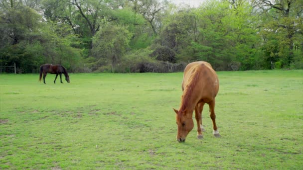 Shot Horses Eating Grass Field – stockvideo