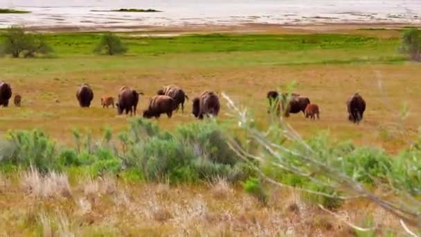 Herd Buffalo Bison Walk Green Meadow Kids Springtime — Stockvideo
