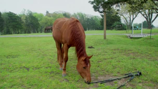Shot Curious Horse Inspecting Tripod Horse Knocks Tripod Starts Explore — Αρχείο Βίντεο