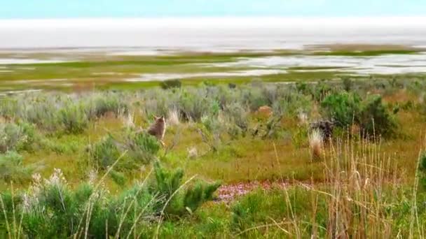 Grey Coyote Running Field Just Road — Stock video