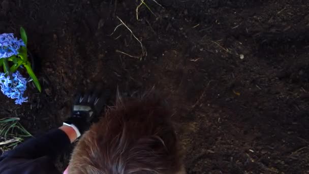 Covering Grave Site Dead House Pet Dirt Flower Garden — Stok video