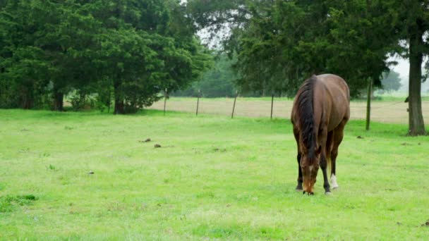 Широкий Снимок Коричневой Лошади Поедающей Траву Ранчо — стоковое видео