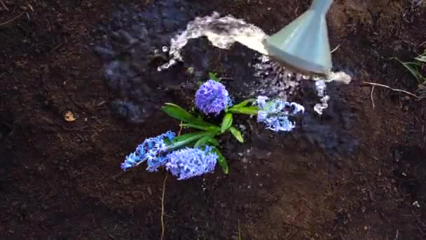 Watering Watering Can Recently Planted Lilac Flowers Recently Dug Garden — Stockvideo