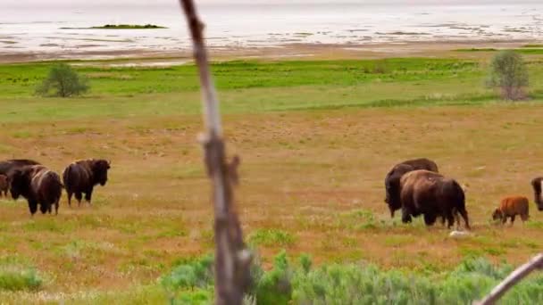 Herd Buffalo Bison Walk Green Meadow Kids Springtime — Stock video