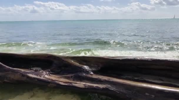 Tronco Albero Sulla Spiaggia Con Onde Del Mare Sullo Sfondo — Video Stock