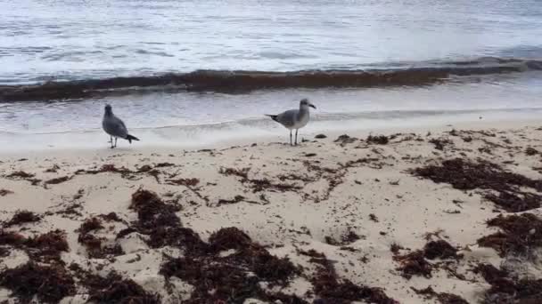 Birds Beach Waves Sea — Stockvideo