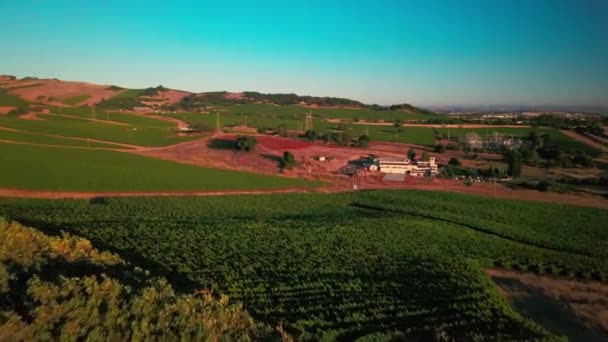 Beautiful Drone Shot Sunset Lush Green Vineyard Wine Country Napa — Stockvideo