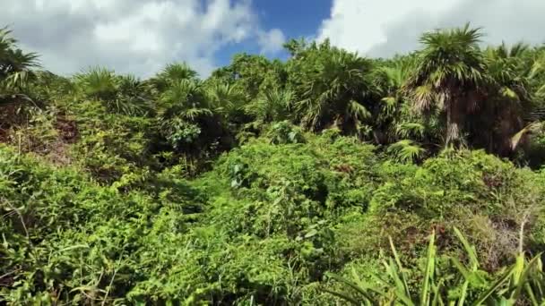 Regenwoud Jungle Een Zonnige Dag Met Wind Een Strand — Stockvideo