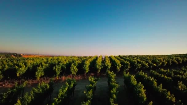 Beautiful Drone Shot Sunset Lush Green Vineyard Wine Country Napa — Stock videók