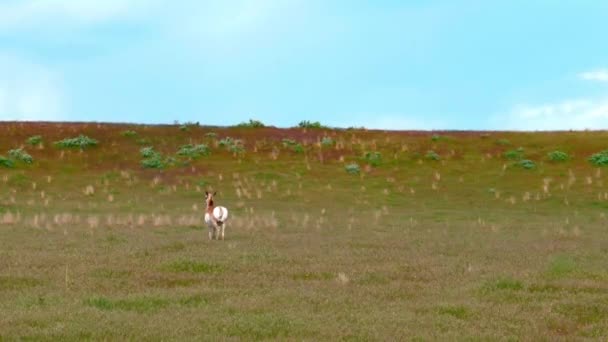 Antelope Walking Green Meadow Springtime — Video