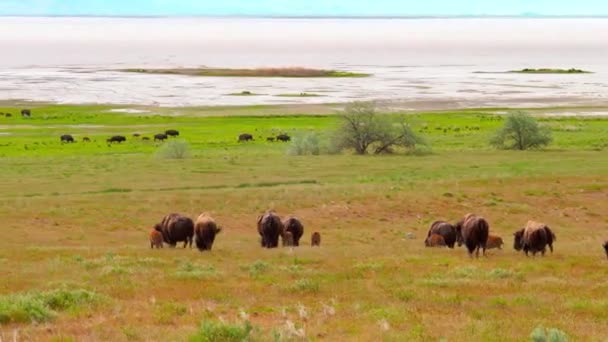 Troupeau Bisons Bisons Courent Dans Une Prairie Avec Leurs Enfants — Video