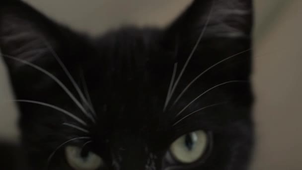 Kameraya Bakarak Kedilerin Gözlerini Kapat — Stok video