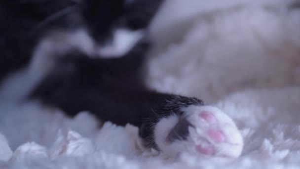 Content Cute Black White Kitten Grooming — Wideo stockowe