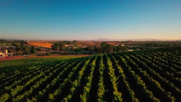 Beautiful Drone Shot Backing Sunset Lush Green Vineyard Wine Country — Stock Video
