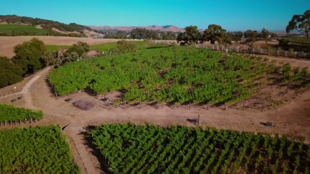 Krásný Dron Pořízen Při Západu Slunce Svěží Zelené Vinice Vinařské — Stock video