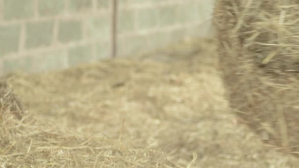 Woman Lifting Bale Straw Barn — Vídeo de stock